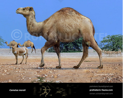 Syrian camel