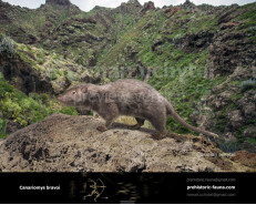 Tenerife giant rat