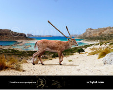 Cretan dwarf deer