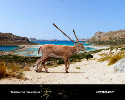 Cretan dwarf deer image buy Uchytel