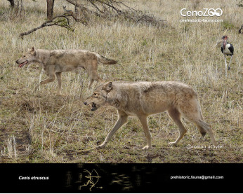Etruscan wolf  (Canis etruscus)