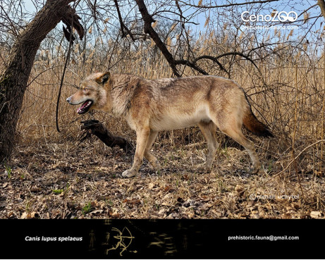 Cave wolf (Pleistocene gray wolf)