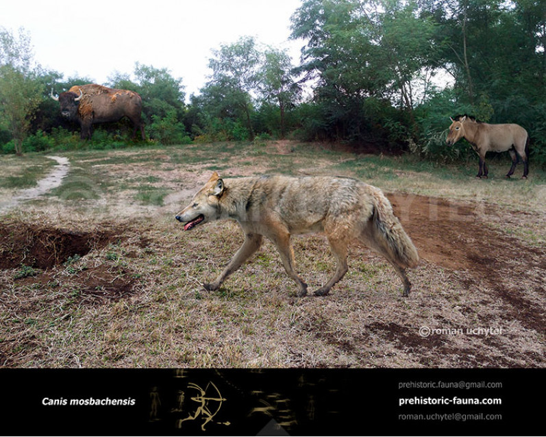 Mosbach Wolf Image Buy Uchytel