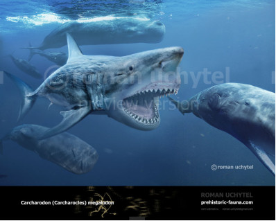 Megalodon