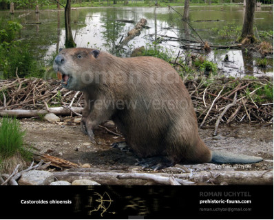 Giant Beaver (Castoroides ohioensis)