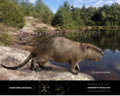 Giant Beaver (Castoroides ohioensis)