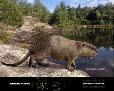 Giant Beaver (Castoroides ohioensis)