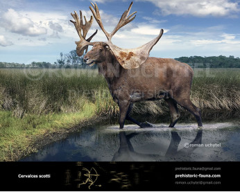 Cervalces scotti (Stag-moose) Cervalces scotti (Stag-moose)