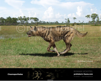 Chasmaporthetes (Hunting hyena) Chasmaporthetes (Hunting hyena)