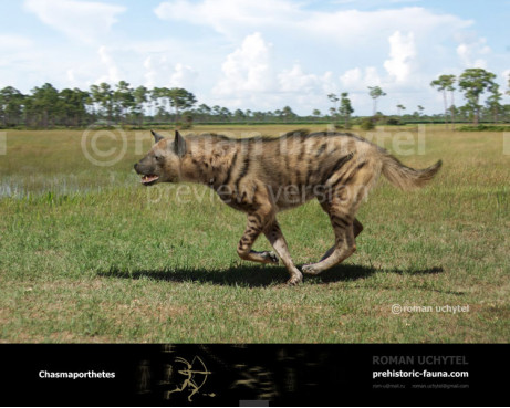 Chasmaporthetes (Hunting hyena)