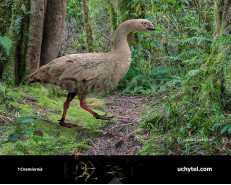 New Zealand goose