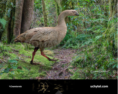 New Zealand goose