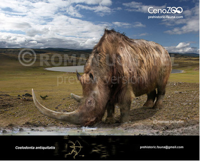 Woolly rhinoceros (Coelodonta antiquitatis)