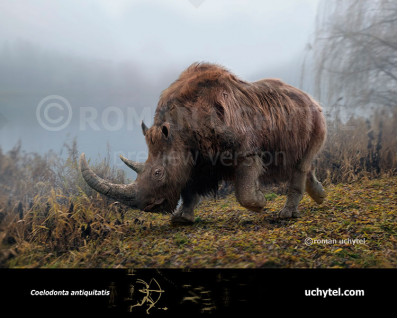 Woolly rhinoceros (Coelodonta antiquitatis)