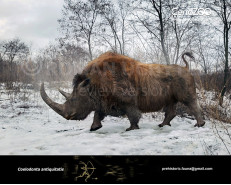 Woolly rhinoceros (Coelodonta antiquitatis)