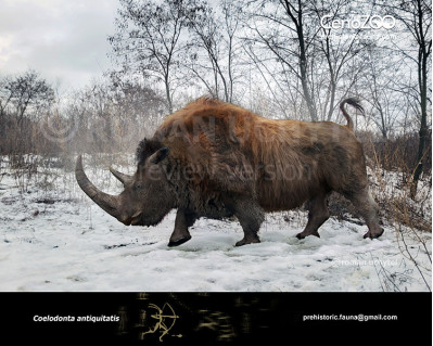 Woolly rhinoceros (Coelodonta antiquitatis)