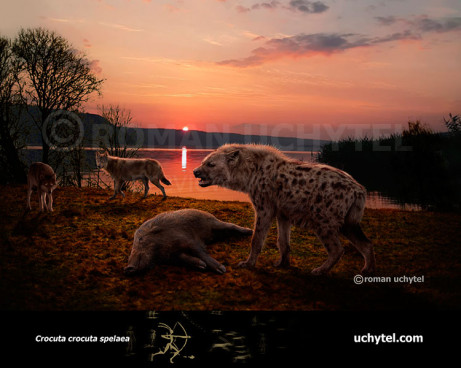 Cave hyena (Crocuta crocuta spelaea)