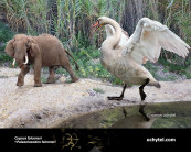 Giant Swan (Cygnus falconeri 