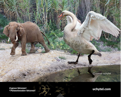 Giant Swan (Cygnus falconeri 