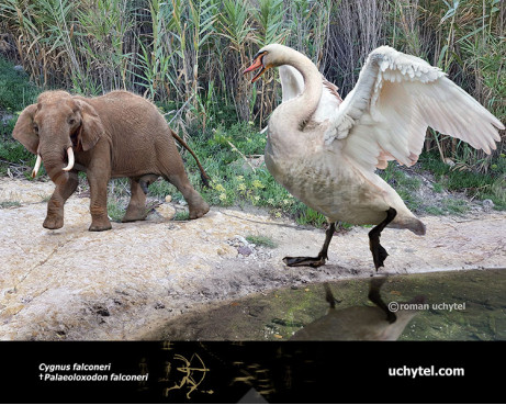 Велетенський лебідь 