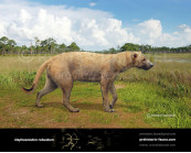 Daphoenodon robustum