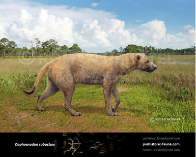 Daphoenodon robustum