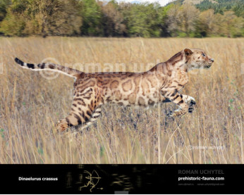 Dinaelurus crassus Dinaelurus crassus