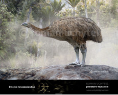 North Island giant moa (Dinornis novaezealandiae)