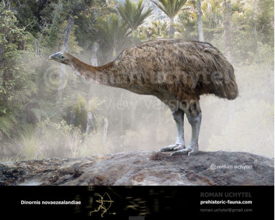 North Island giant moa (Dinornis novaezealandiae)