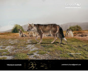 Falkland Islands wolf