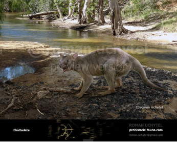 Ekaltadeta ima (killer kangaroo) Ekaltadeta ima (killer kangaroo)