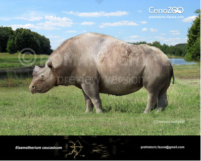 Elasmotherium caucasicum