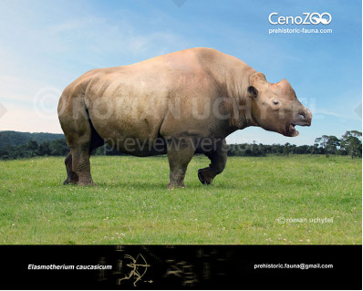 Elasmotherium caucasicum