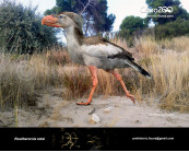 Eleutherornis