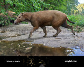 Elomeryx
