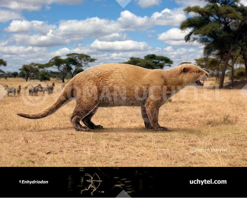 Enhydriodon omoensis (Giant African otter) Enhydriodon omoensis (Giant African otter)