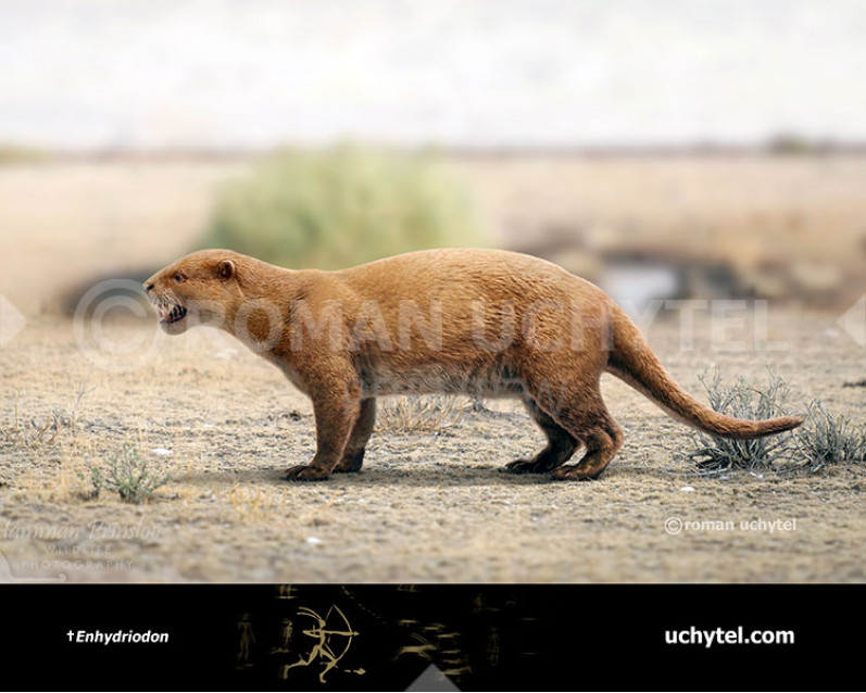Enhydriodon omoensis (Giant African otter) Enhydriodon omoensis (Giant African otter)