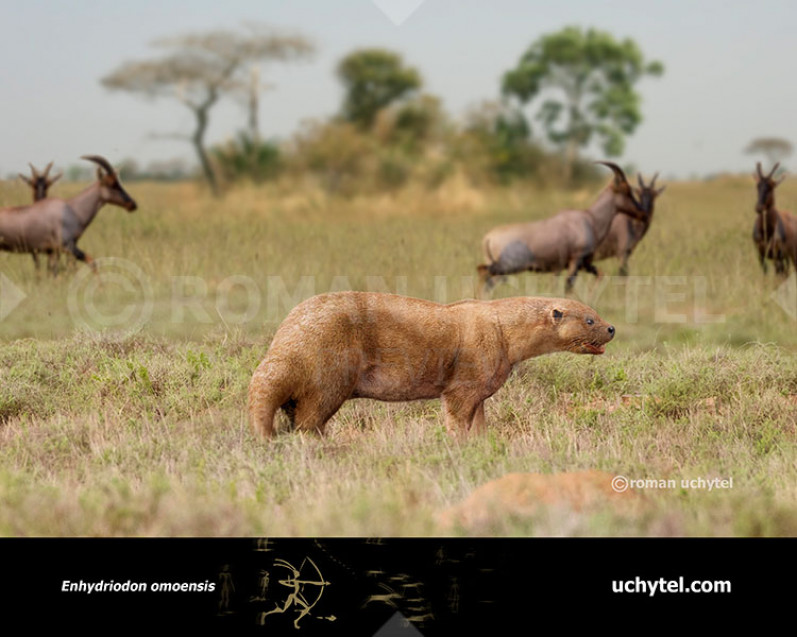 Enhydriodon omoensis (Giant African otter) Enhydriodon omoensis (Giant African otter)