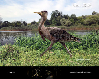 Eogrus Eogrus