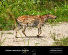 Eohippus (Hyracotherium)