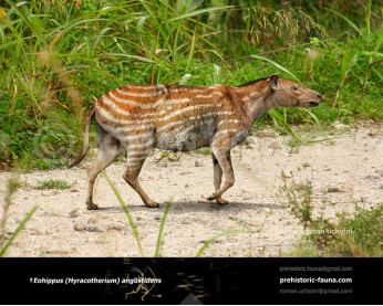 Eohippus (Hyracotherium) Eohippus (Hyracotherium)