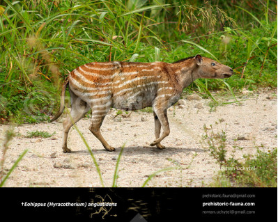 Eohippus (Hyracotherium)