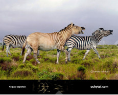 Giant Cape zebra