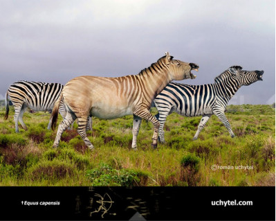 Giant Cape zebra