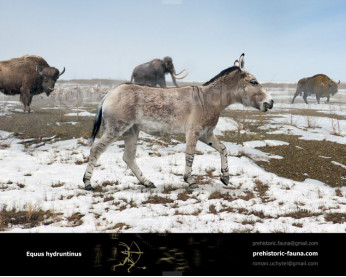 European ass (Equus hydruntinus)