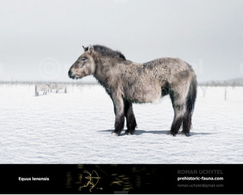 Equus lenensis (Siberian Horse orYukagir Horse)
