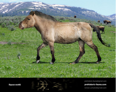 Equus scotti