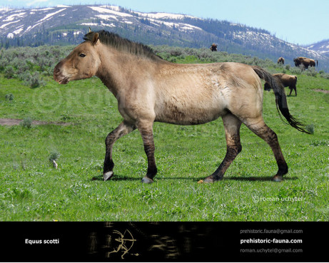 Equus scotti (Scott's horse)
