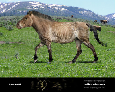 Equus scotti