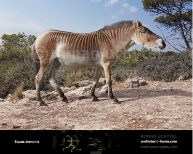 Equus (Allohippus) stenonis image buy Uchytel